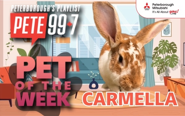 Pet of The Week - Carmella 