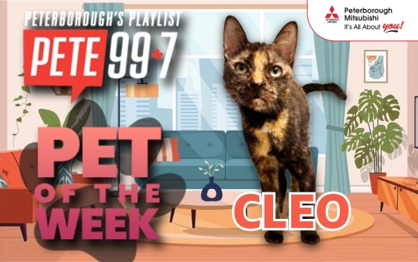 Pet of The Week - Cleo 