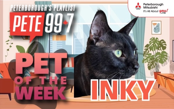 Pet of The Week - Inky 