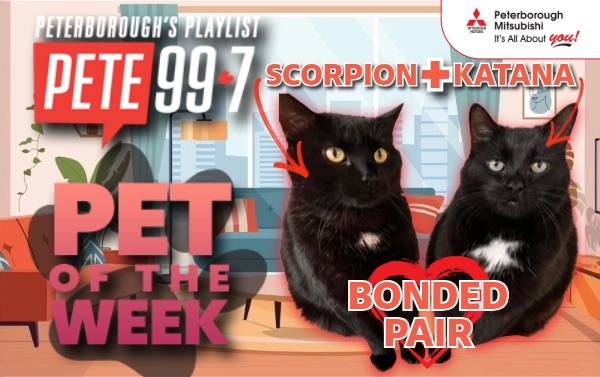 Pet of The Week - Scorpion + Katana