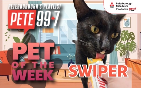 Pet of The Week - Swiper 