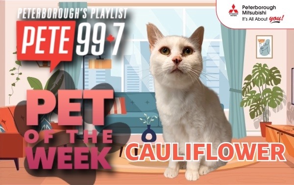 Pet of The Week - Cauliflower 