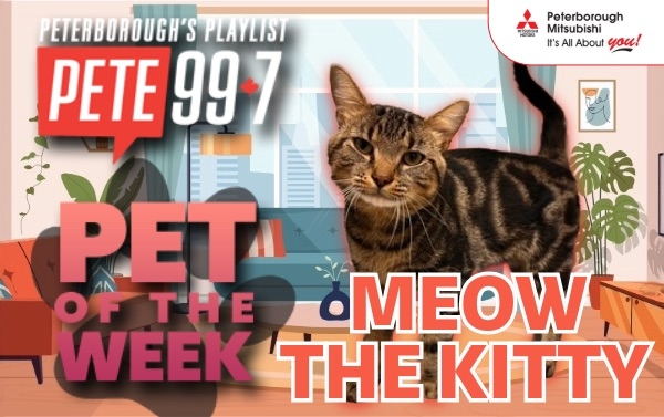 Pet of The Week - Meow 