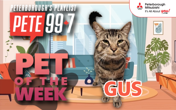 Pet of The Week - Gus 