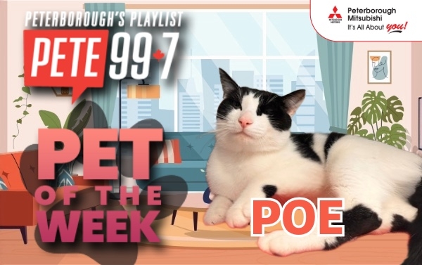Pet of The Week - Poe 