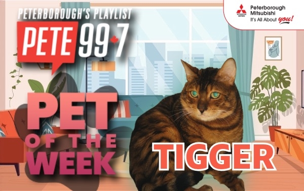 Pet of The Week - Tigger 